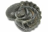 Wide Enrolled Austerops Trilobite - Morocco #310764-2